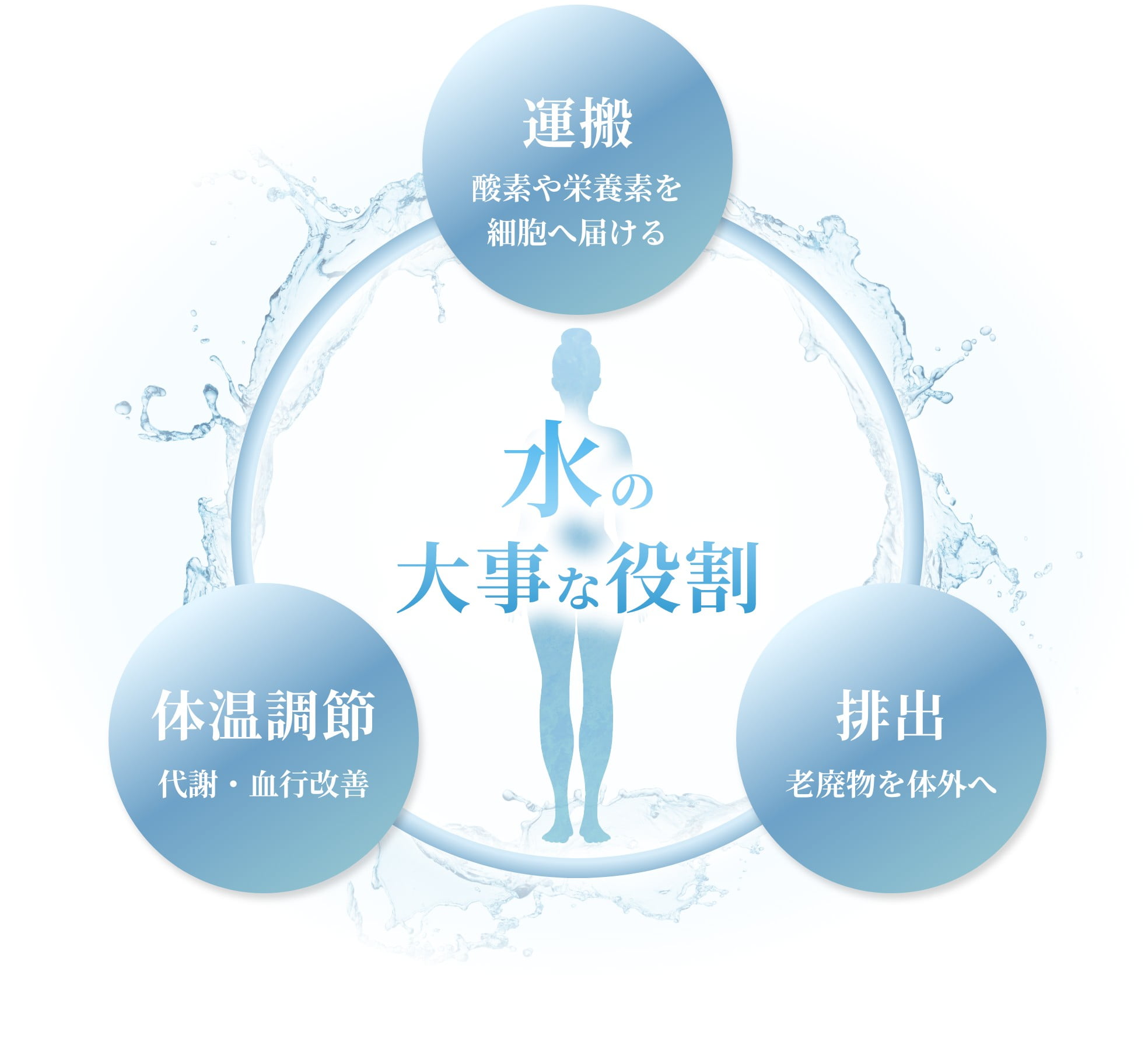 水の大事な役割　運搬：酸素や栄養素を細胞に届ける　体温調節：代謝・血行改善　排出：老廃物を体外へ